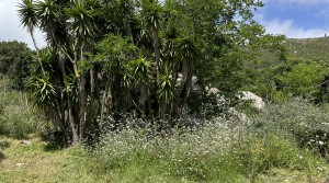 15Tarifarealestate-plot-Cuarton-straits-views-V-BLB