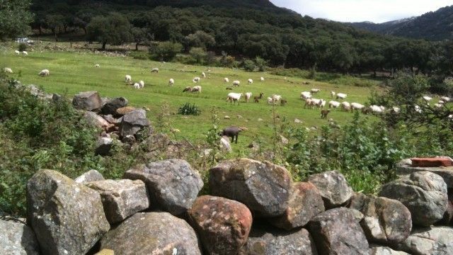 Tarifa Ahumada sheep and wild pigs