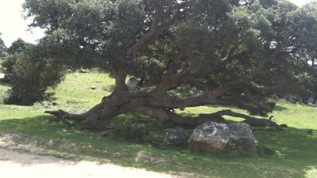 Tarifa old corck tree fighting the wind