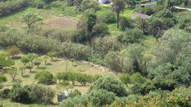 orchards in a valley near Tarifa