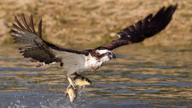 Águila pescadora (Pandion haliaetus)