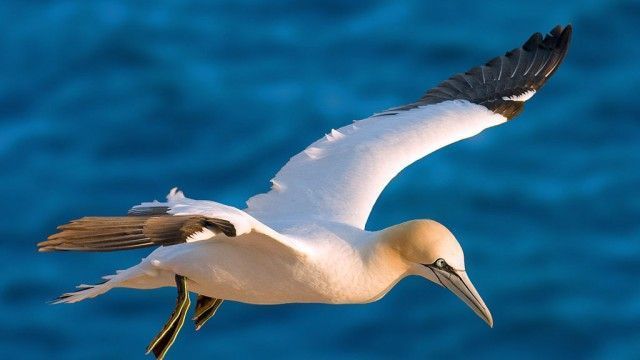 alcatraz (Morus bassanus)
