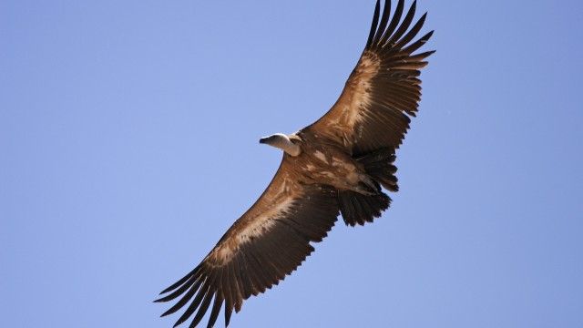 Buitre leonado (Gyps fulvus)