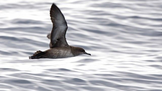 Pardela balear ( Puffinus mauretanicus )