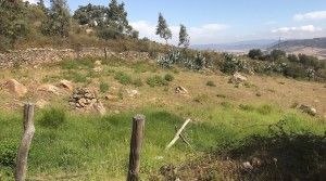 project-countryside-beautiful-plot-garden-west