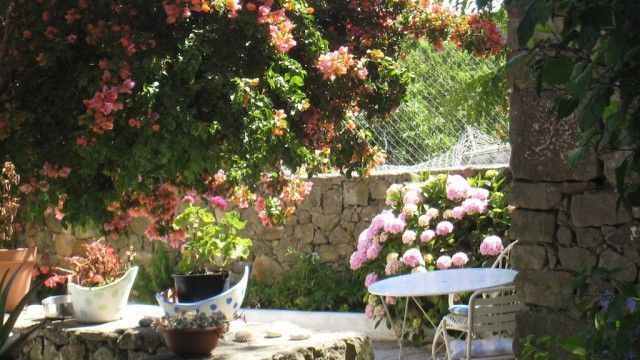 tarifa buganvillas and hydrangeas