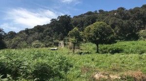 tarifarealestate-V-ERA-property-with-character-Pelayo-land-ruin