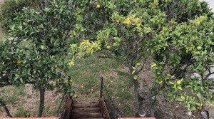 tarifarealestate-ref-V-MAI-big-house-with-plot-and-views-garden